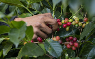 ¡Del cultivo a la taza!
