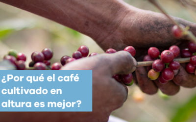 ¿Por qué el café cultivado en altura es mejor?