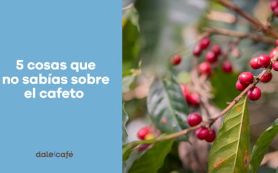 5 cosas que no sabías sobre el cafeto