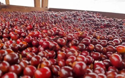 ¿Cuál es el proceso natural del café?