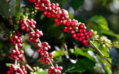 Bourbon, no es whiskey, es la variedad que da forma al café que tomas