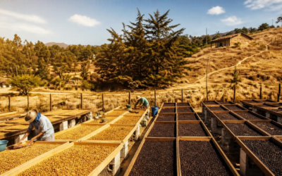 Cero abejas, cien por ciento dulce: así funciona el café honey